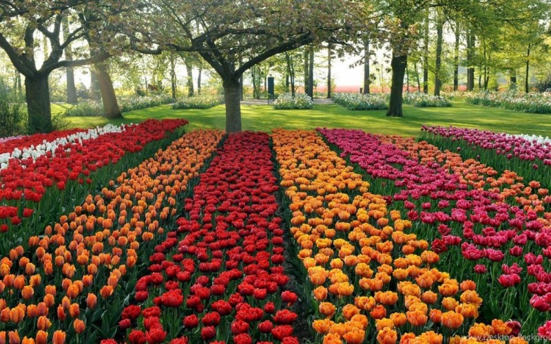 بهار در باغ گل کوکنهوف آمستردام
