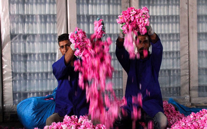 برپایی جشنواره گل محمدی در میبد یزد