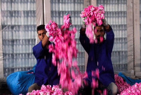 برپایی جشنواره گل محمدی در میبد یزد