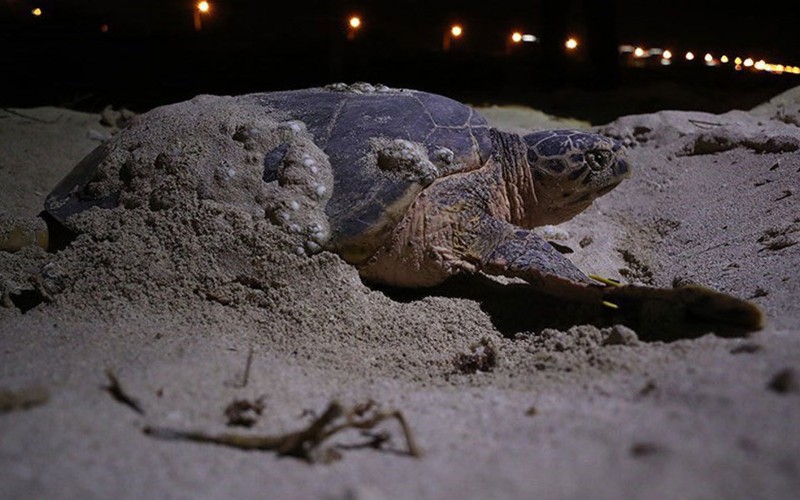 تخم‌گذاری لاک‌پشت‌های در معرض انقراض