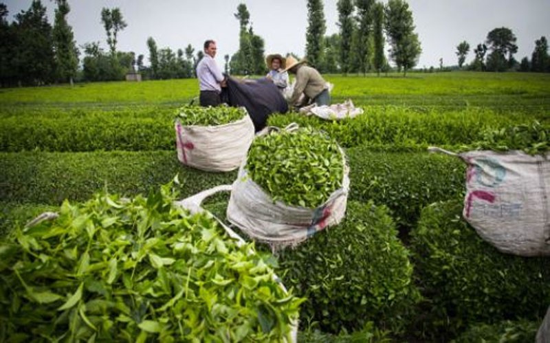 ایران تنها کشور تولیدکننده چای ارگانیک