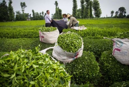 ایران تنها کشور تولیدکننده چای ارگانیک