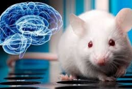 پرورش بافت مغزی انسان در موش