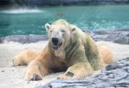 مرگ تنها "خرس قطبی گرمسیری" در جهان
