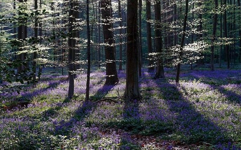 تصاویر رویایی از جنگل آبی بلژیک
