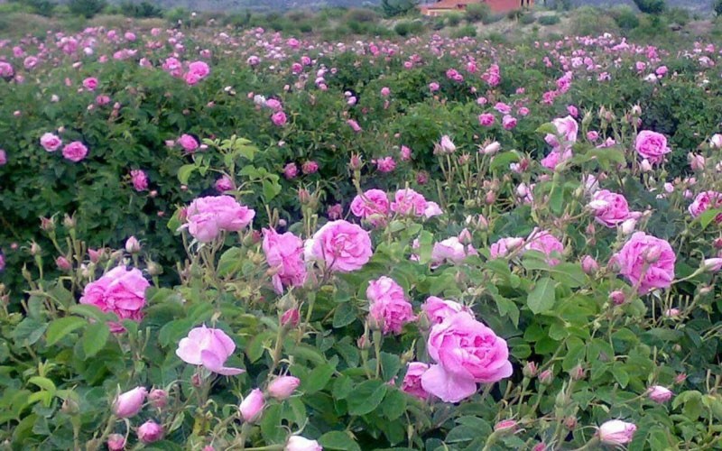 شهرستان ساری ، گلستان می شود