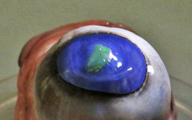 لنز چشمی که پرتوهای لیزر را گسیل می کند