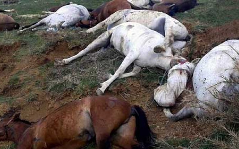 کشتار ۹۰ اسب براي مقابله با كولبري!