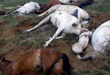 کشتار ۹۰ اسب براي مقابله با كولبري!