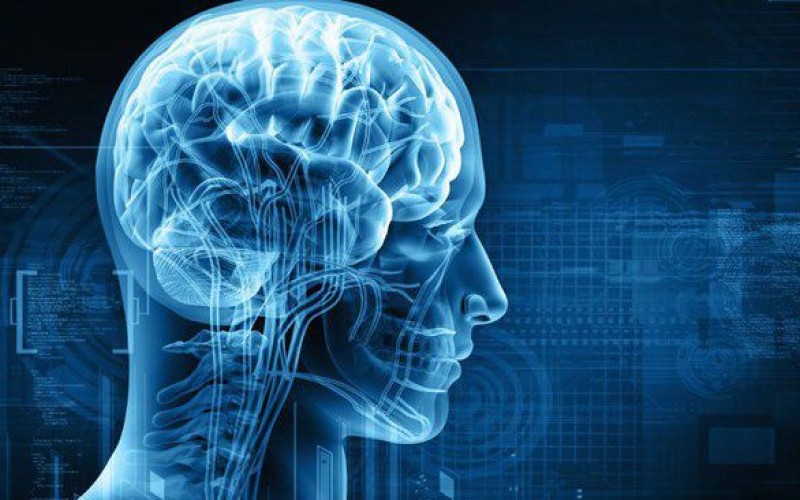 نقش یک عصب در روند ترمیم مجدد مغز