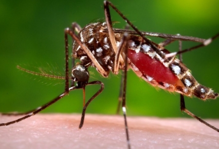 پرده برداری از چگونگی مرگ انسان توسط مالاریا