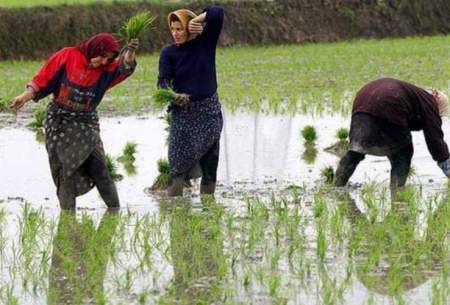 کشت برنج در خراسان شمالی ممنوع شد