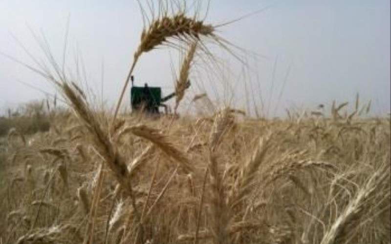 ایران از واردات گندم بی‌نیاز شد