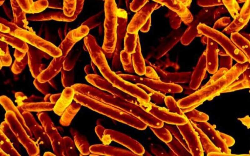 بررسی حمله باکتری‌های سل به آنتی‌بیوتیک‌ها
