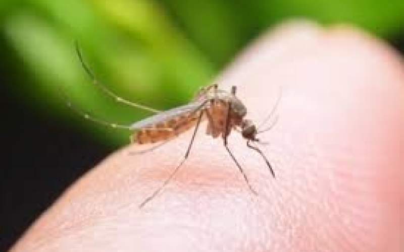تزریق بدون درد با الهام از نیش حشرات