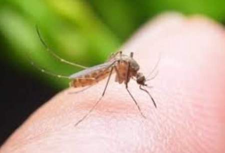 تزریق بدون درد با الهام از نیش حشرات