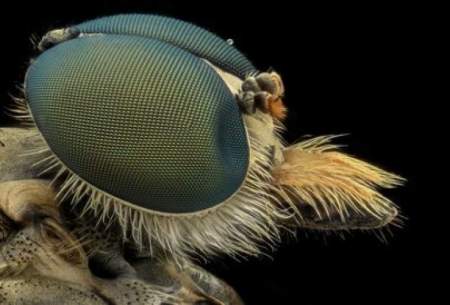 ربات‌هایی که از حرکات حشرات تقلید می‌کنند