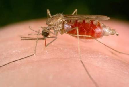 تایید اولین داروی مالاریا بعد از ۶۰ سال
