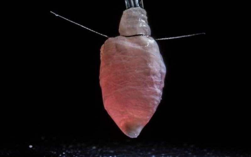 شبیه‌سازی قلب با استفاده از سلول‌های انسان