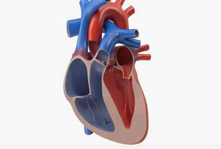 ساخت مدل سه بعدی از بطن چپ قلب انسان