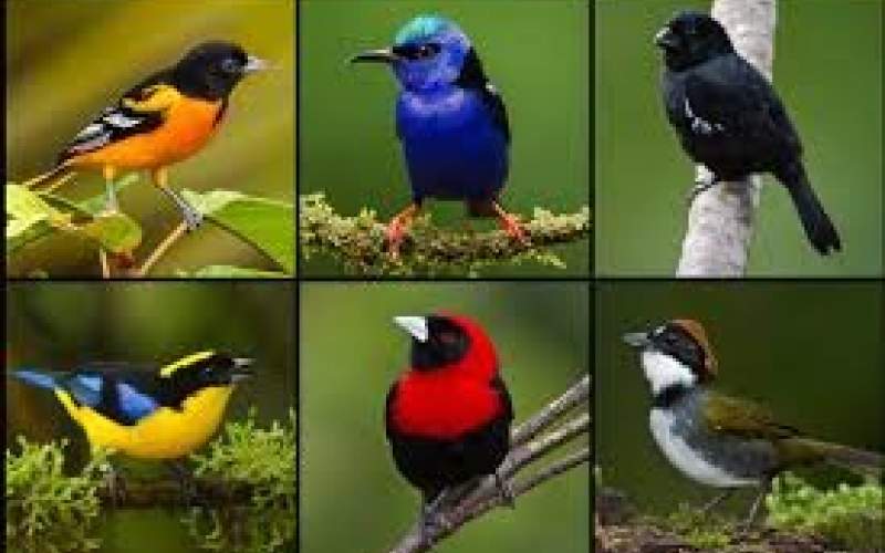 پرندگان، رنگ‌ها را طبقه‌بندی می‌کنند