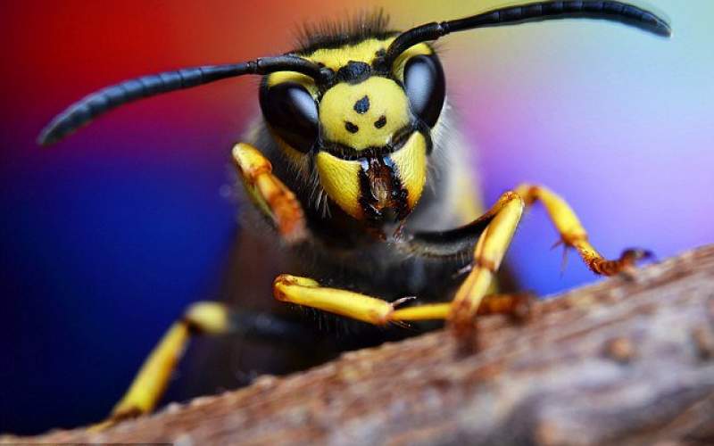 زنبورها توانایی تشخیص چهره دارند!