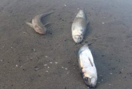 مرگ ماهیان پرورشی خوزستان به دلیل کمبود آب