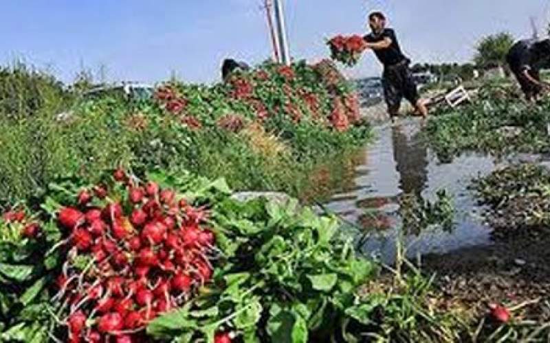 آبیاری سبزیجات جنوب تهران با مواد نفتی