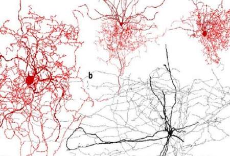 کشف نوع جدیدی از سلول های مغزی