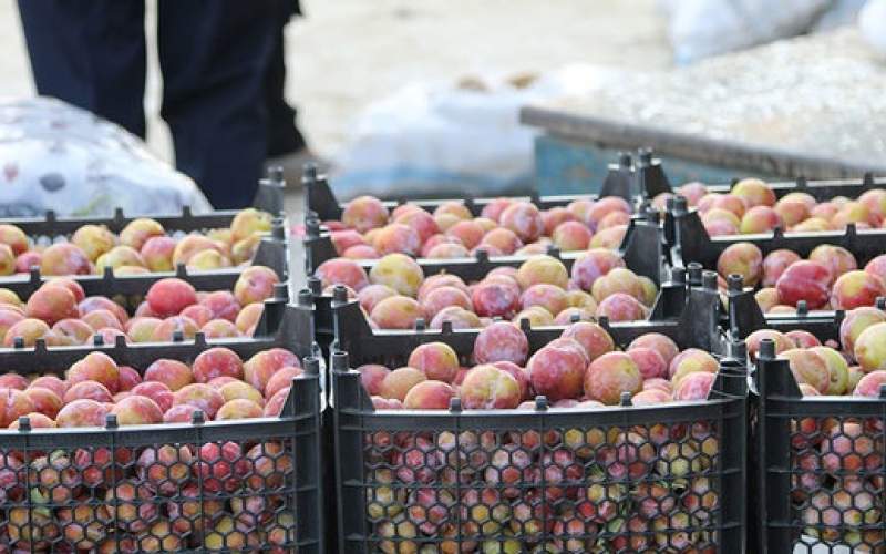 تا صادرات هست قیمت میوه کم نمی‌شود