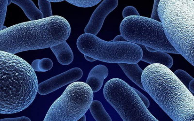 نقش باکتری‌های روده در خطر ابتلا به ام‌اس