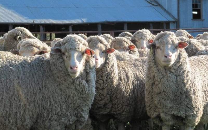 ناسا از پشم گوسفند فیلتر هوا می‌سازد