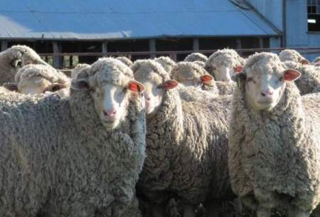ناسا از پشم گوسفند فیلتر هوا می‌سازد