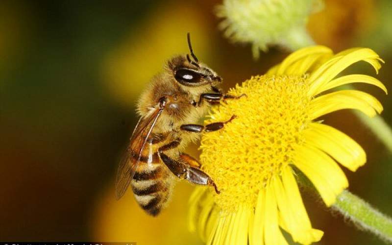 زنبورهای عسل می‌توانند بشمارند!