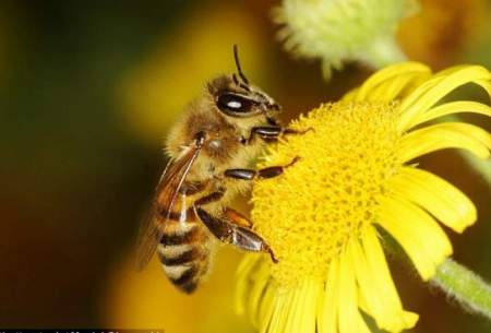 زنبورهای عسل می‌توانند بشمارند!