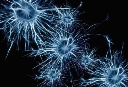 نورون‌ها می‌توانند اطلاعات مغز را فیلتر کنند‍!