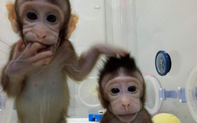 تولد ۵ میمون شبیه‌سازی‌شده در چین