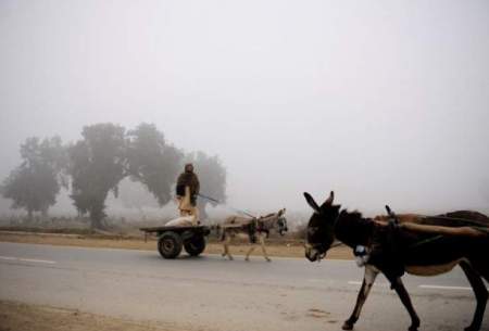 افزايش صادرات الاغ «پاکستان» به «چین»