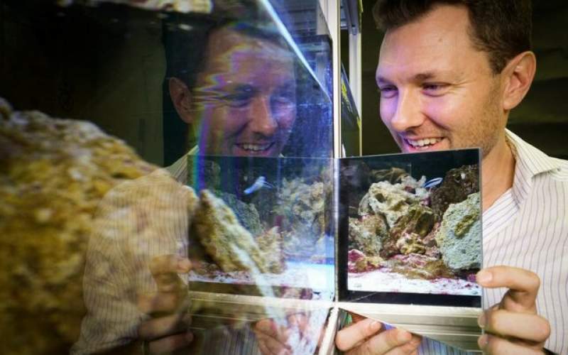 ماهی‌ها تصویر خود رادر آینه تشخیص می‌دهند