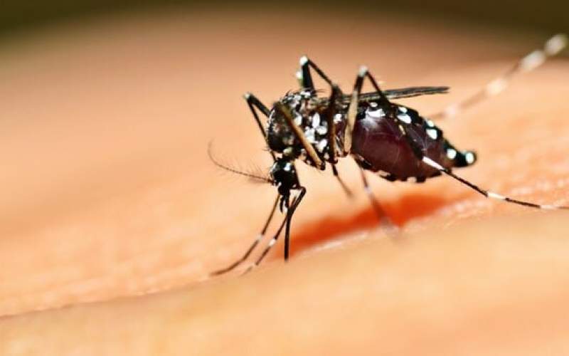 القای حس سیری در پشه‌های ناقل بیماری