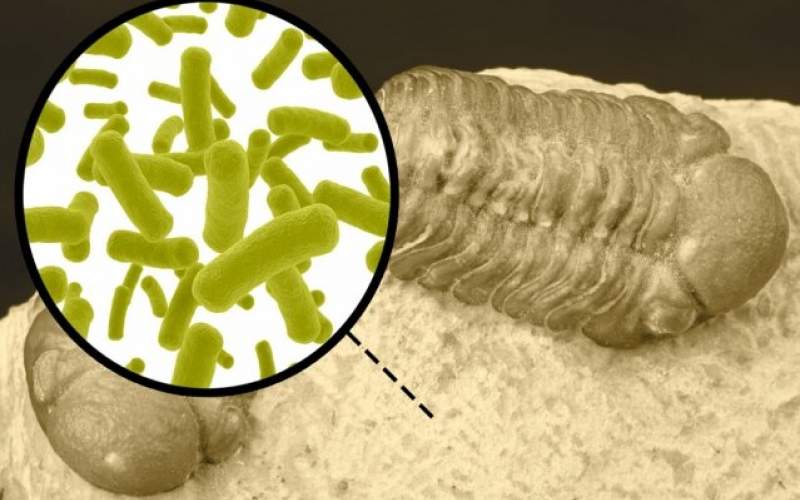 روشی جدید برای درک تکامل باکتری‌ها