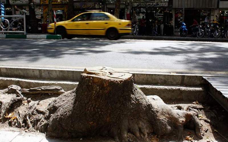 ناپدید شدن شبانه درختان خیابان ولیعصر تهران