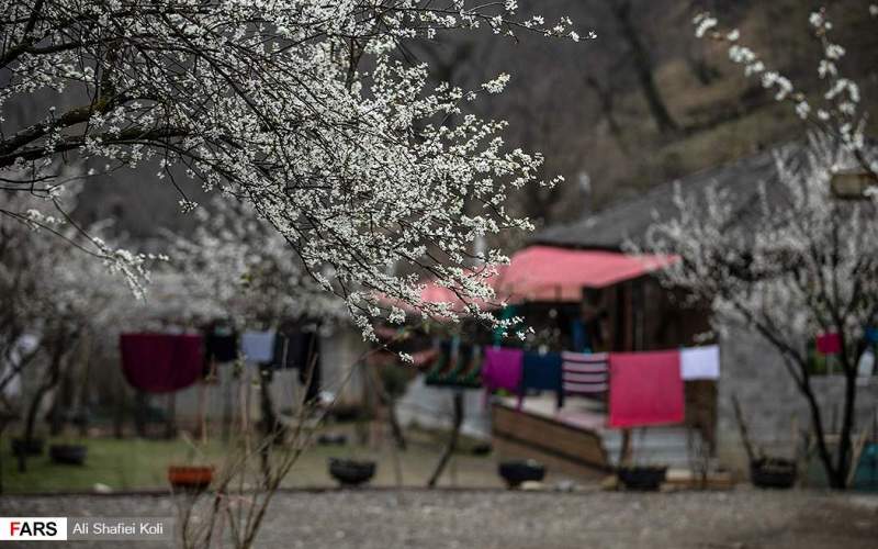 شکوفه‌های بهاری در گیلان