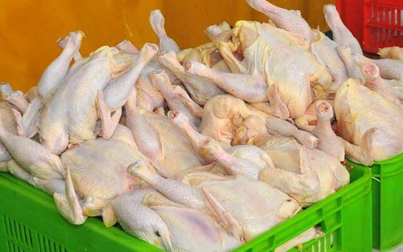 تا ۲ روز دیگر صادرات مرغ ممنوع می‌شود