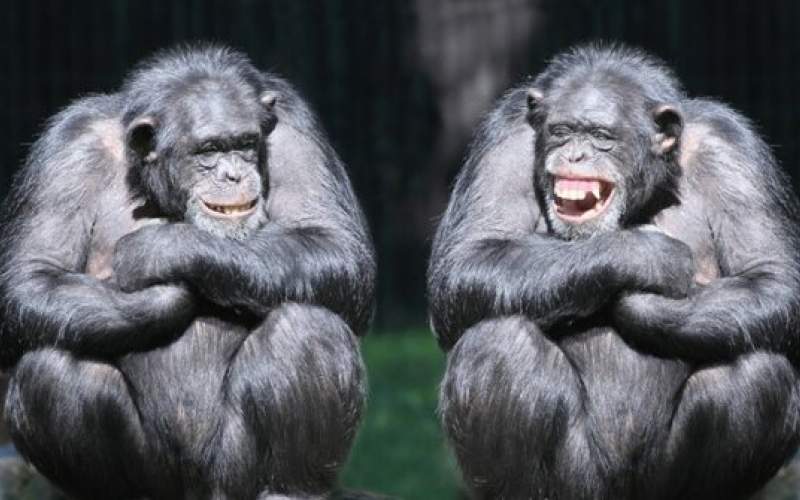 شامپانزه‌هاشبیه انسان‌ها باهم حرف می‌زنند!