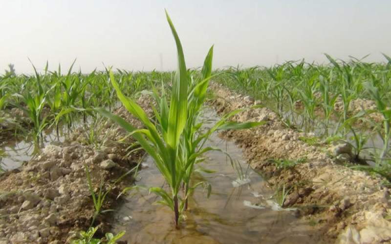 تاراج آب ایران در بخش کشاورزی