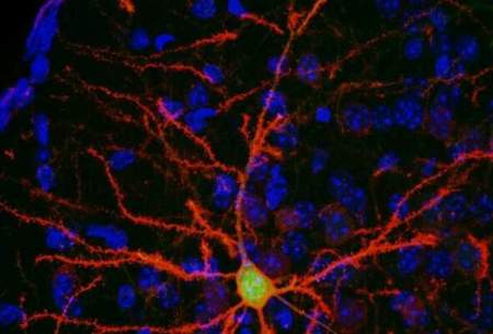 کنترل نورون‌ها به کمک داروی مبارزه با سیگار