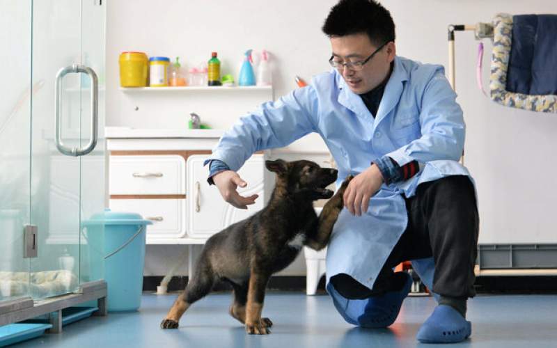تولد اولین سگ پلیس شبیه‌سازی شده