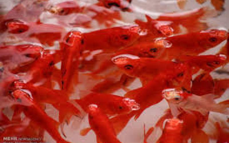 ماهی قرمز را در آب‌های آزاد کشور رها نکنید