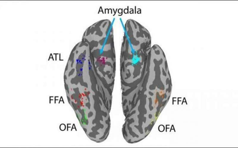 تشخیص چهره با کمک اتصالات گسترده مغزی